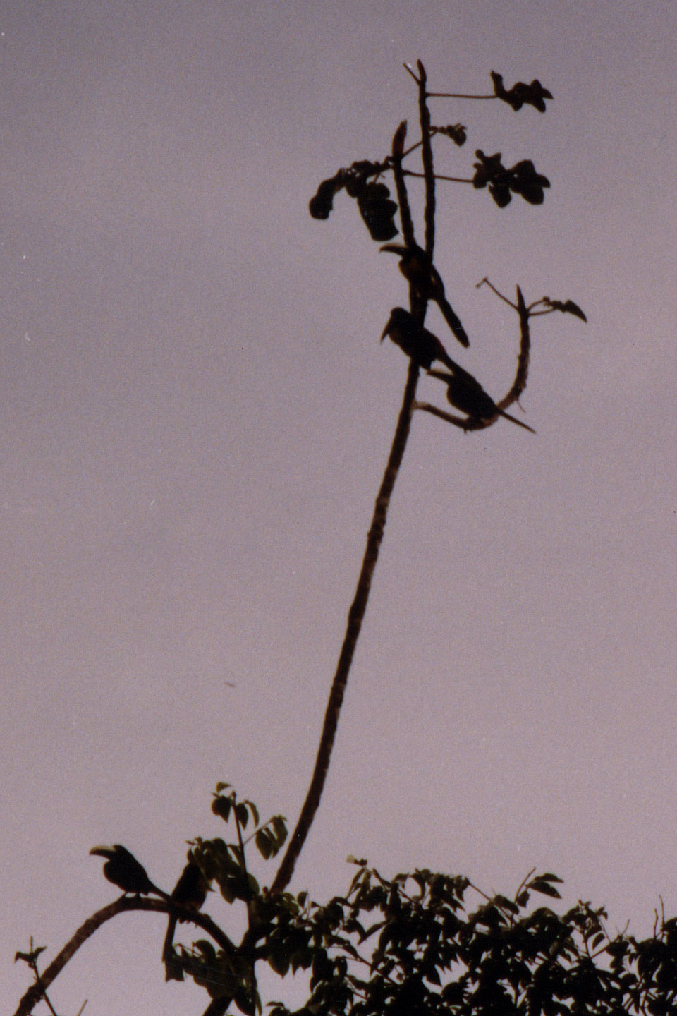 112.jpg, Toucans