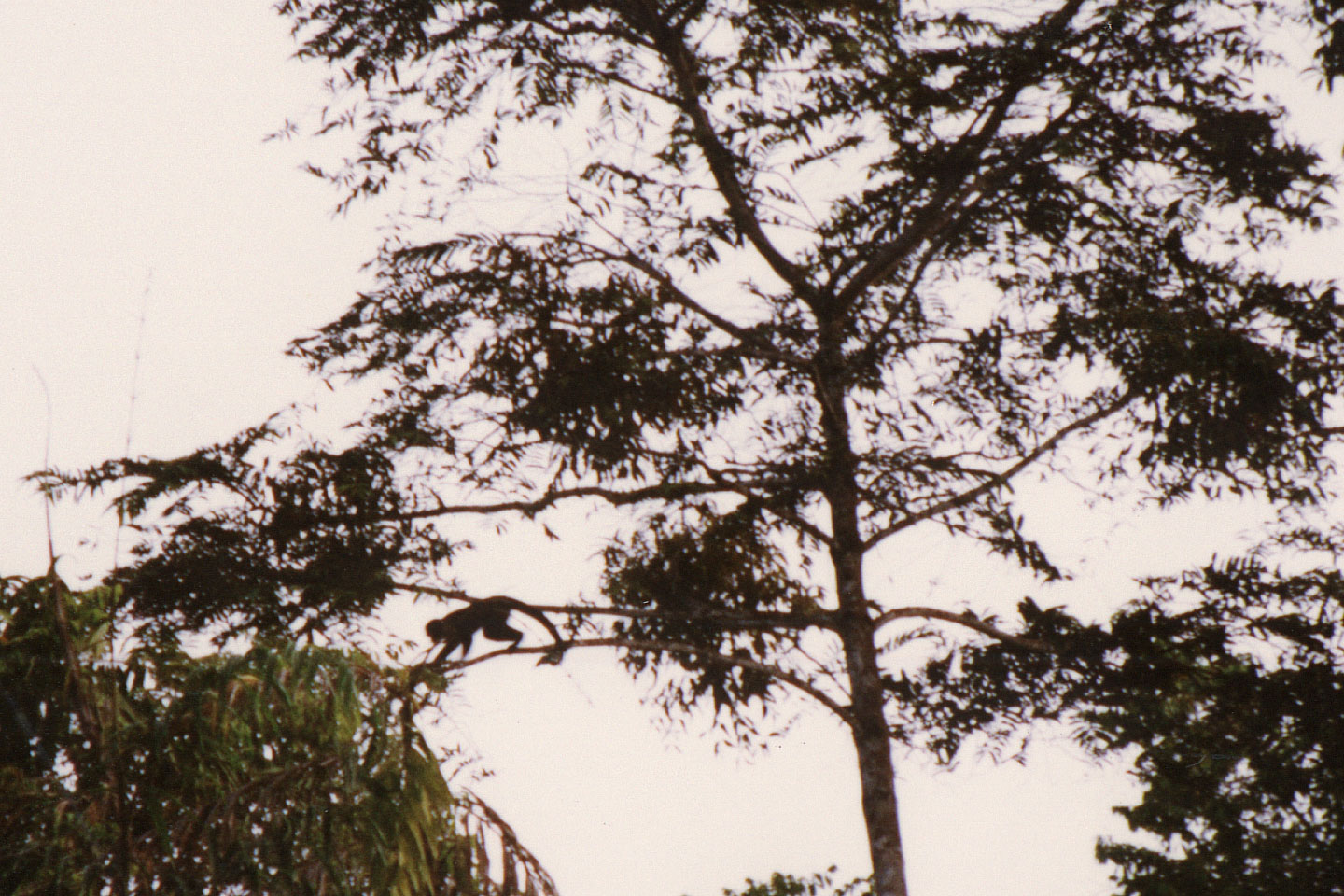 114.jpg, Monkey