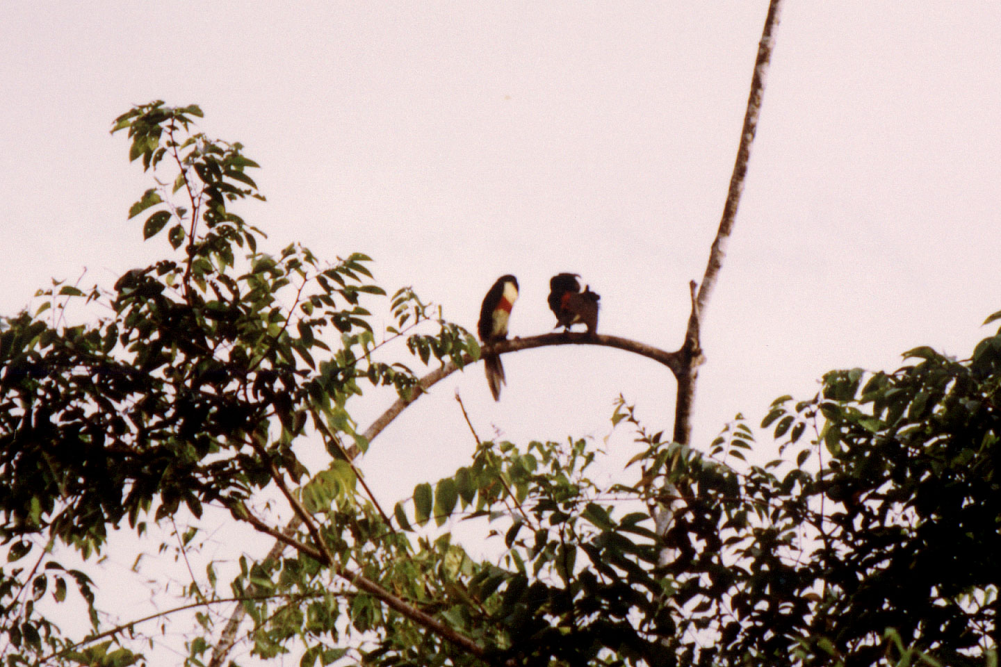 115.jpg, Parrots