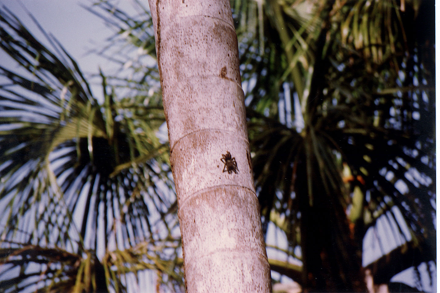 121.jpg, Tarantula