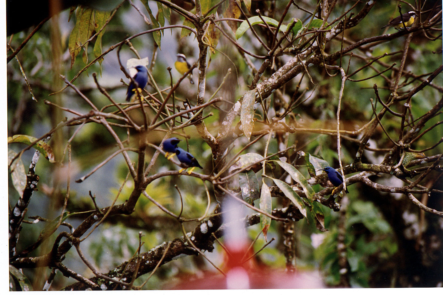 148.jpg, Hummingbirds
Asa Wright