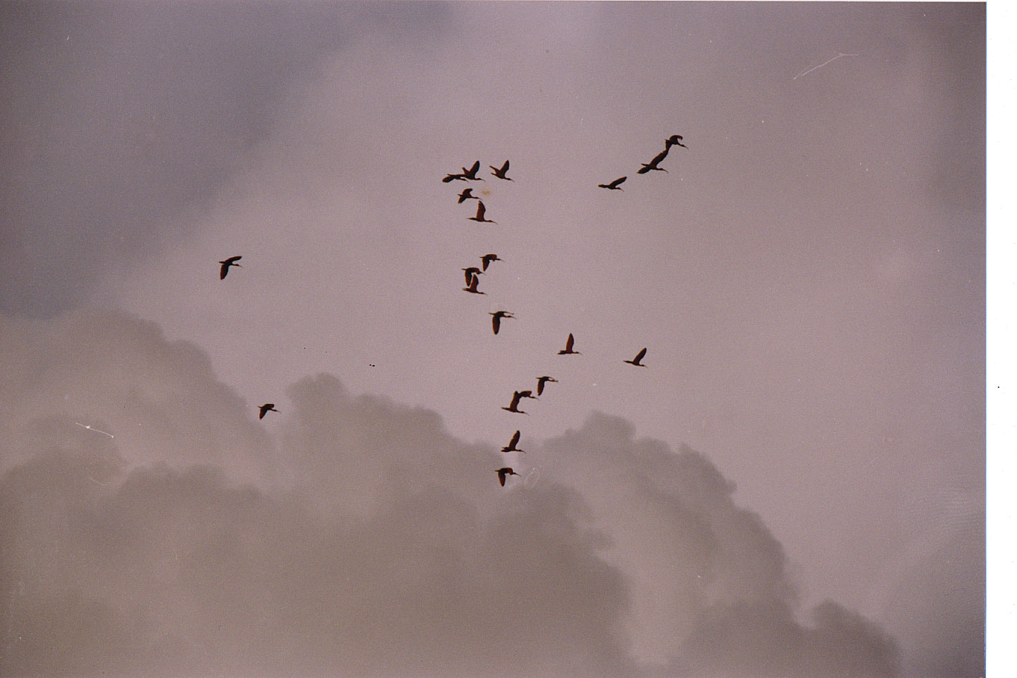 156.jpg, Red Ibis
Canoni Swamp