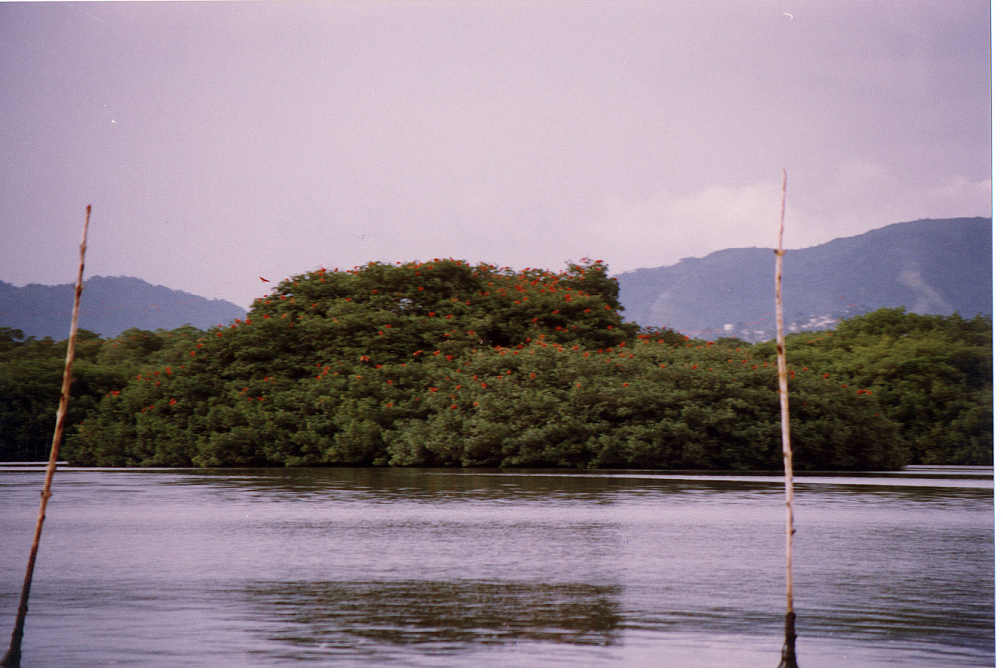 157.jpg, Red Ibis
Canoni Swamp