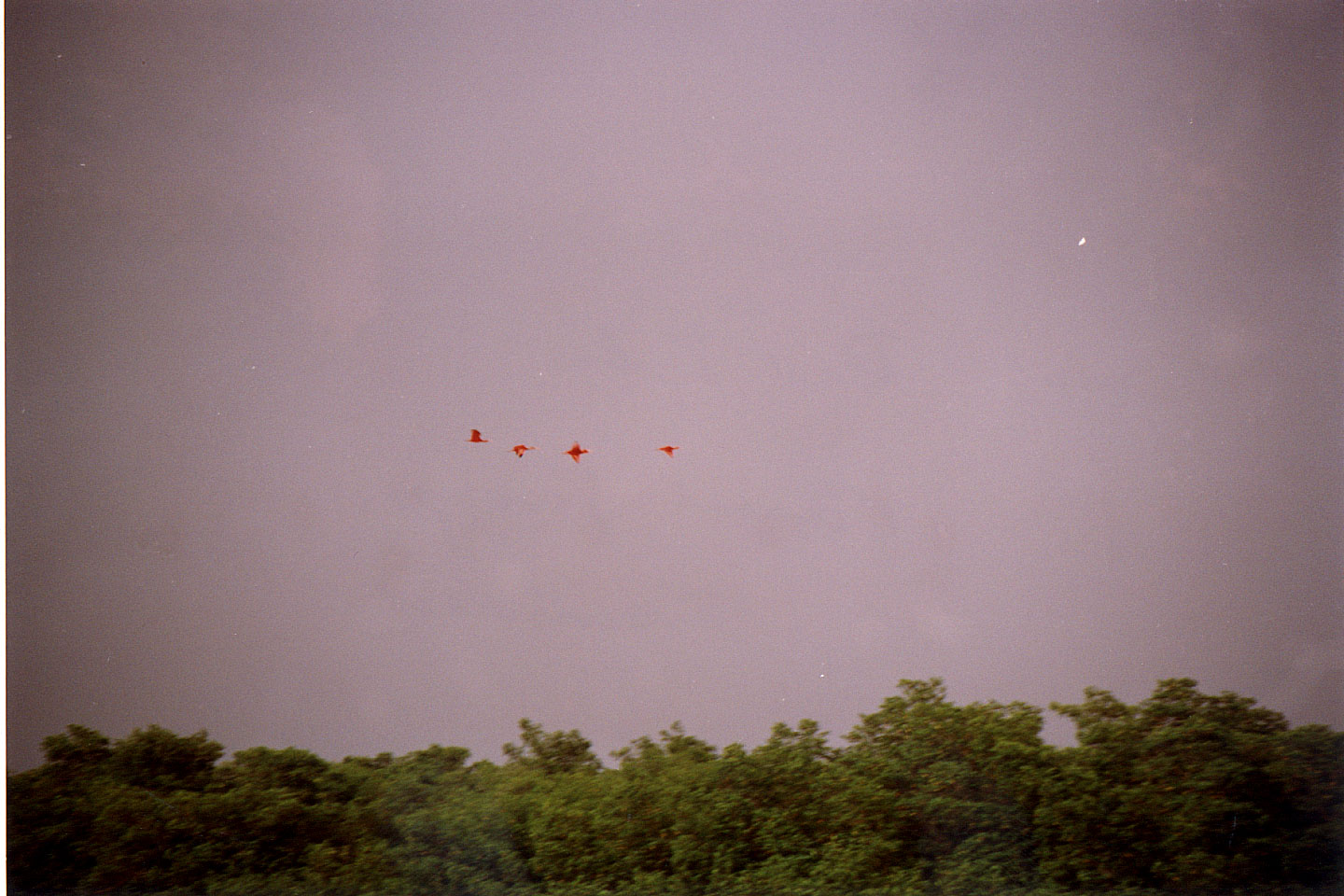 162.jpg, Red Ibis
Canoni Swamp