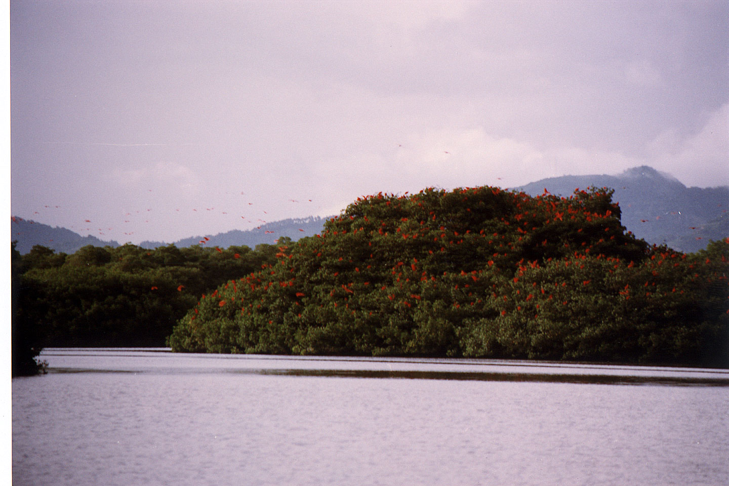 163.jpg, Red Ibis
Canoni Swamp