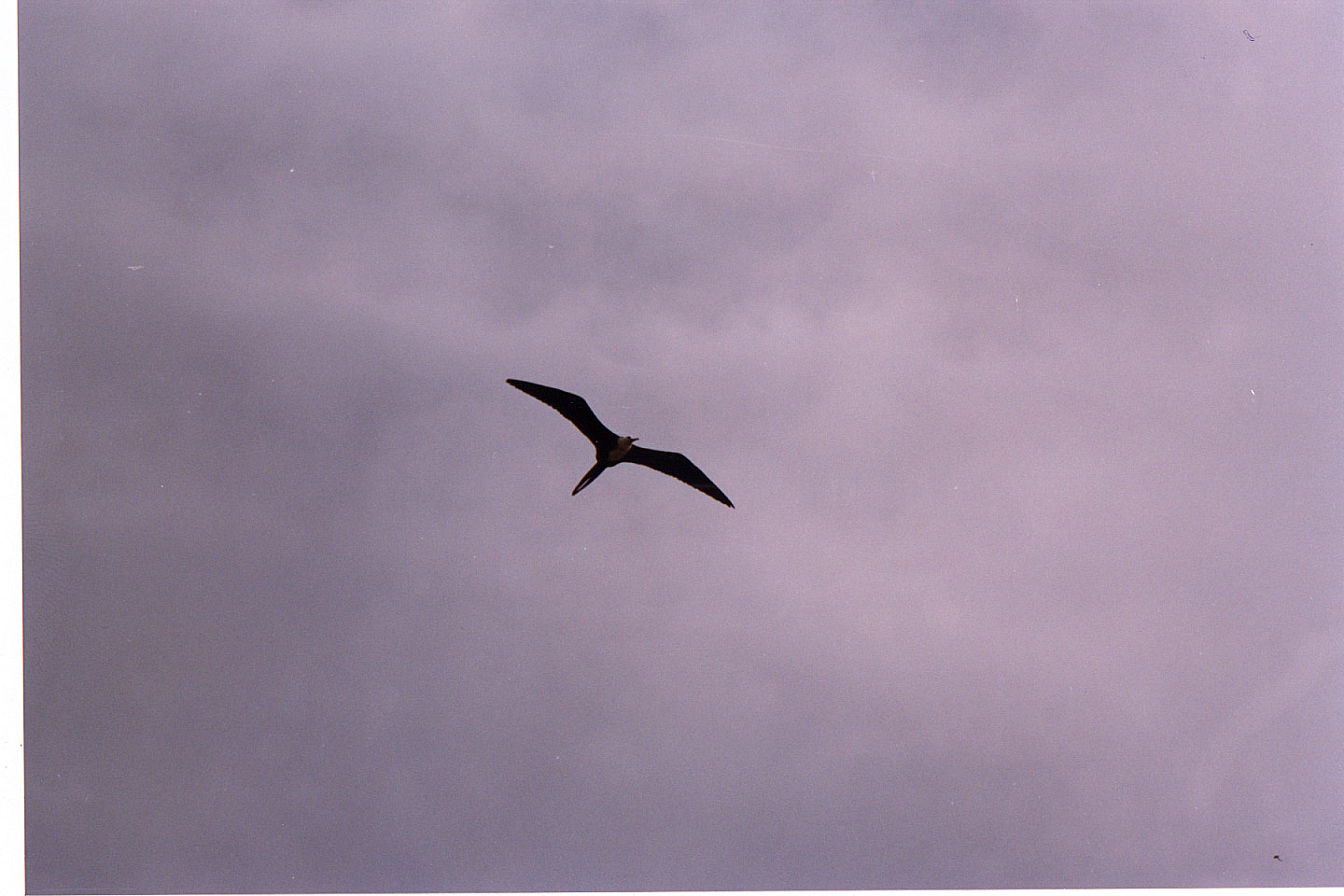 172.jpg, Frigate bird
Los Hermanos