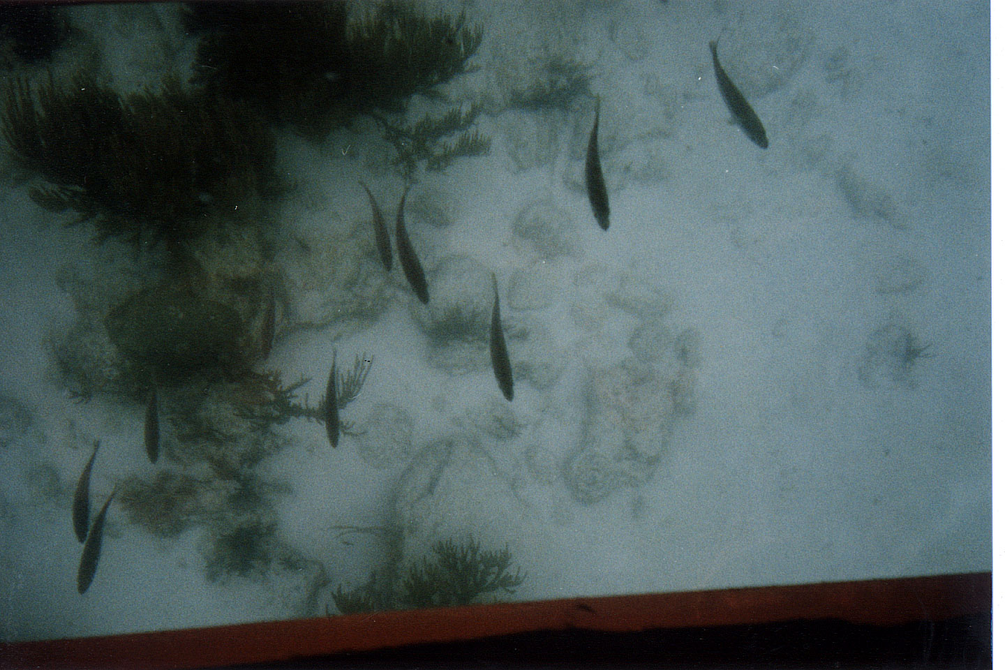 173.jpg, Glass-bottomed boat