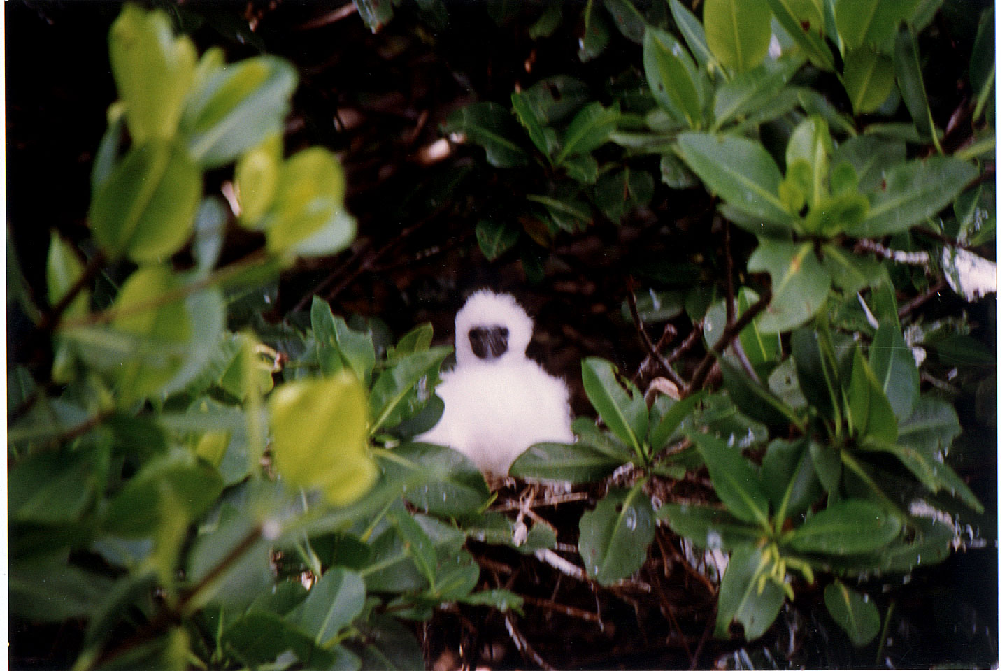 184.jpg, Baby boobie
Las Aves