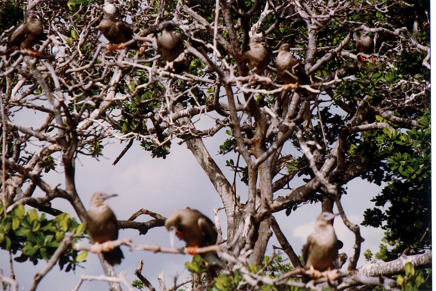 190.jpg, Red-footed Boobies