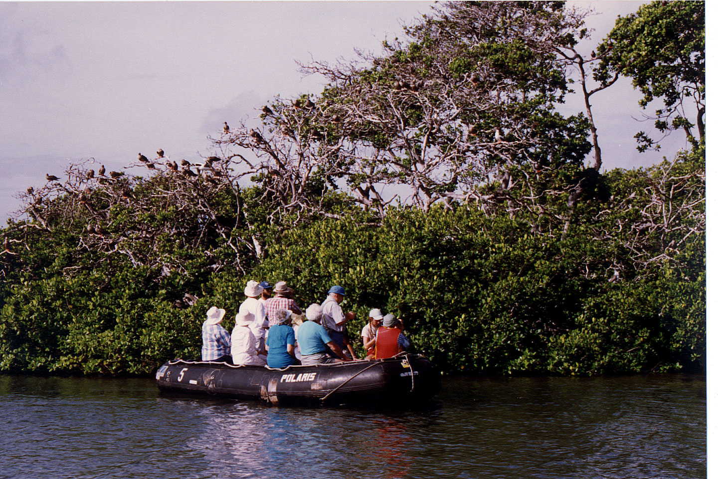 193.jpg, Boobies, Las Aves
Venezuela