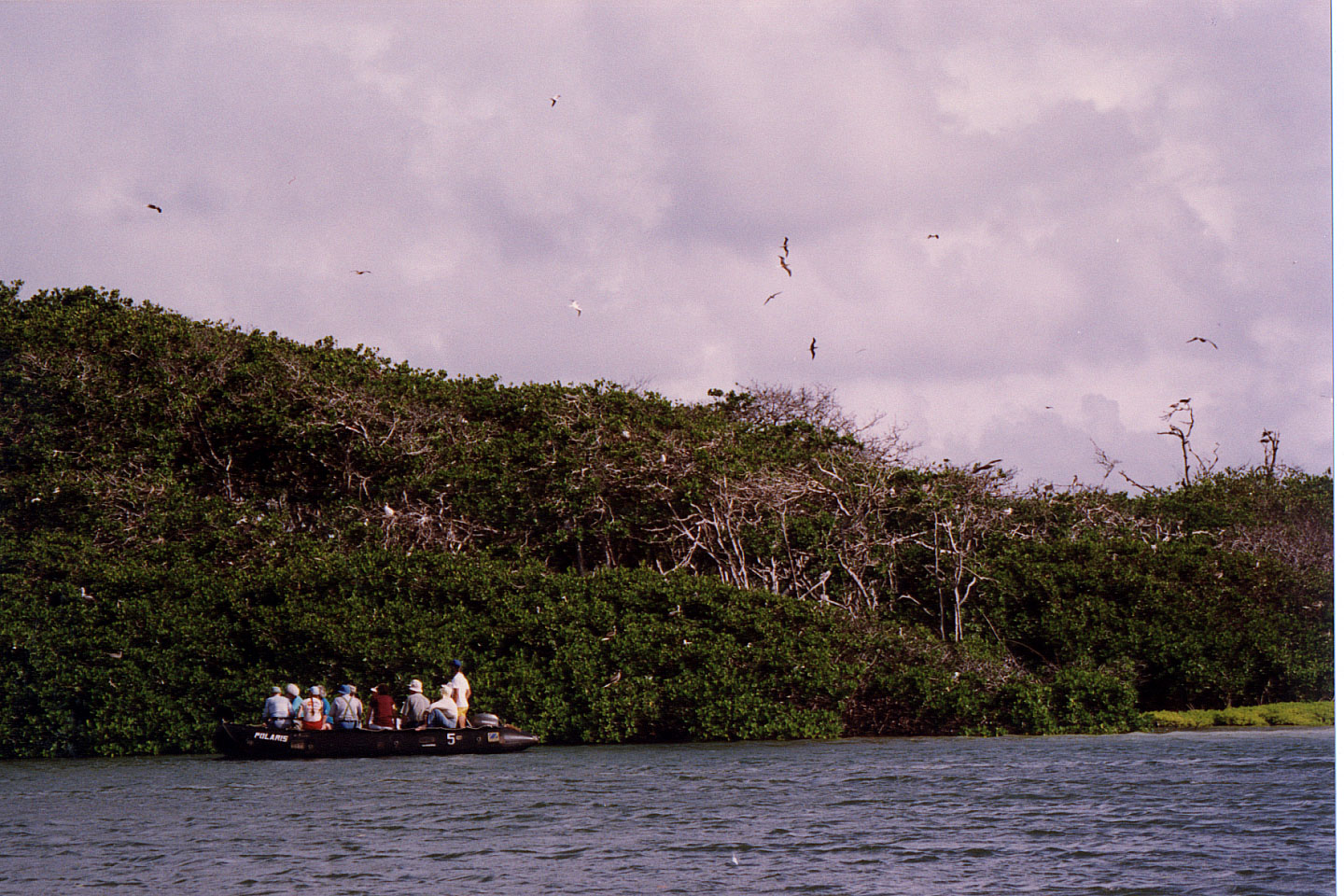 198.jpg, Boobie colony
Las Aves
Venezuela