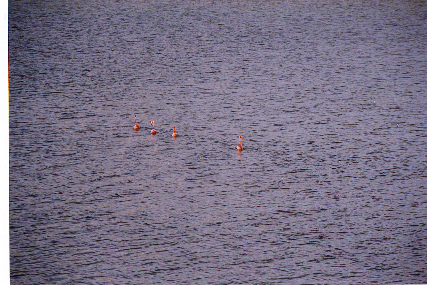 200.jpg, Flamingoes
Bonaire