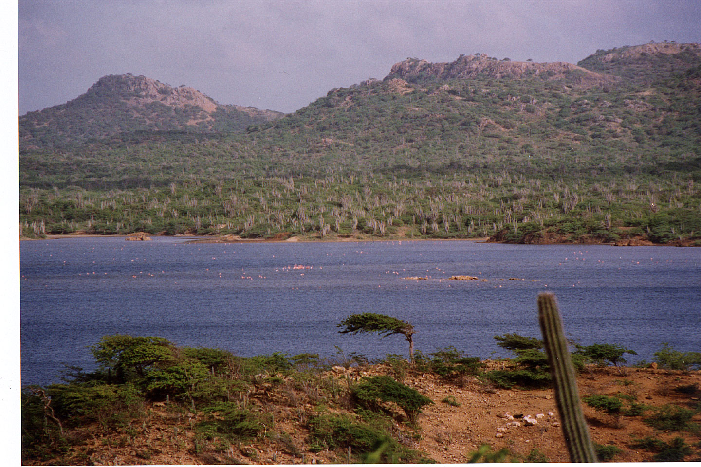 204.jpg, Flamingoes
Bonaire