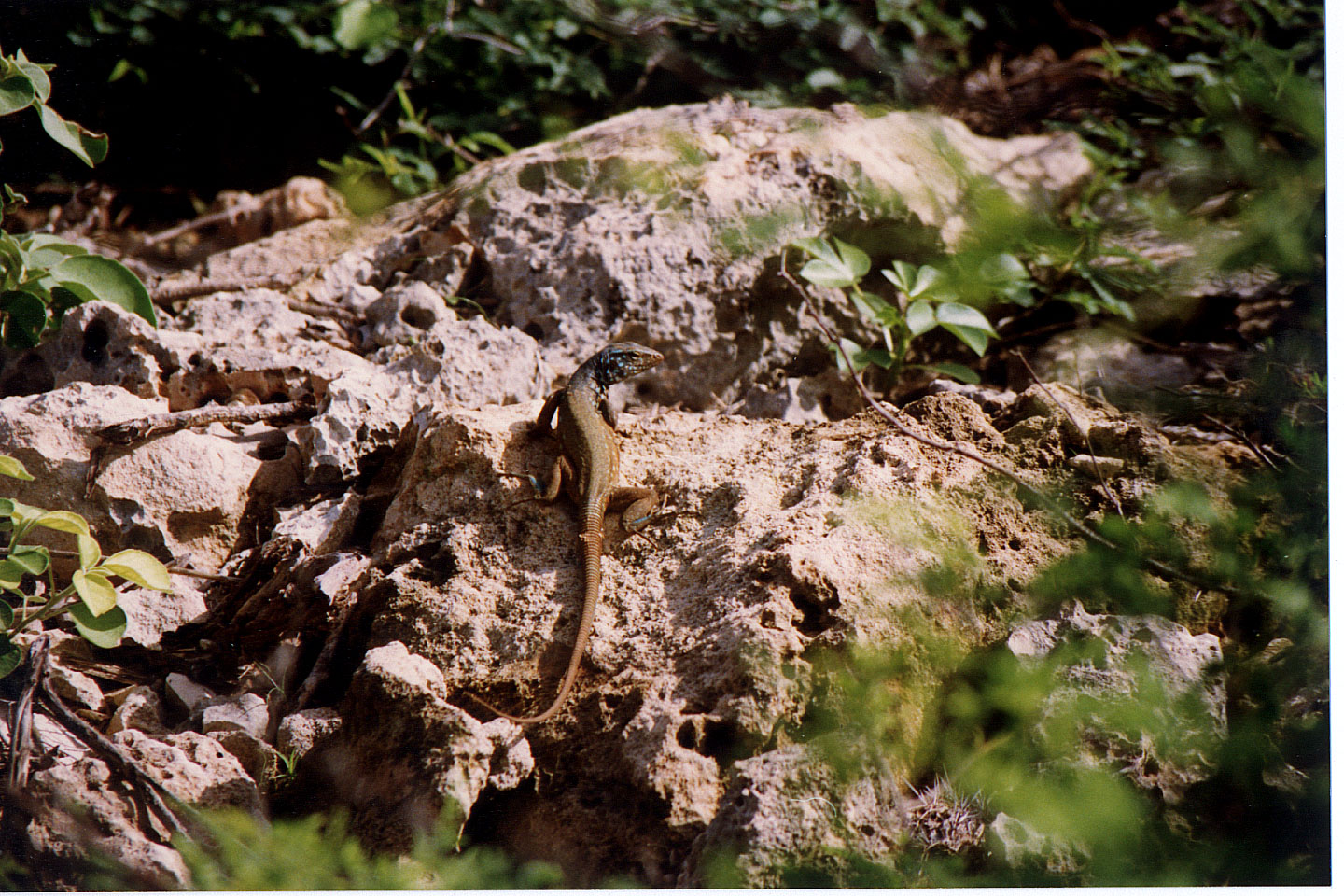 210.jpg, Lizard
Bonaire