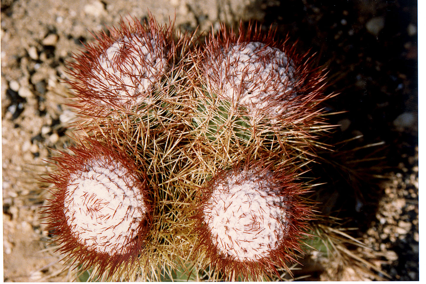 219.jpg, Cactus
Bonaire