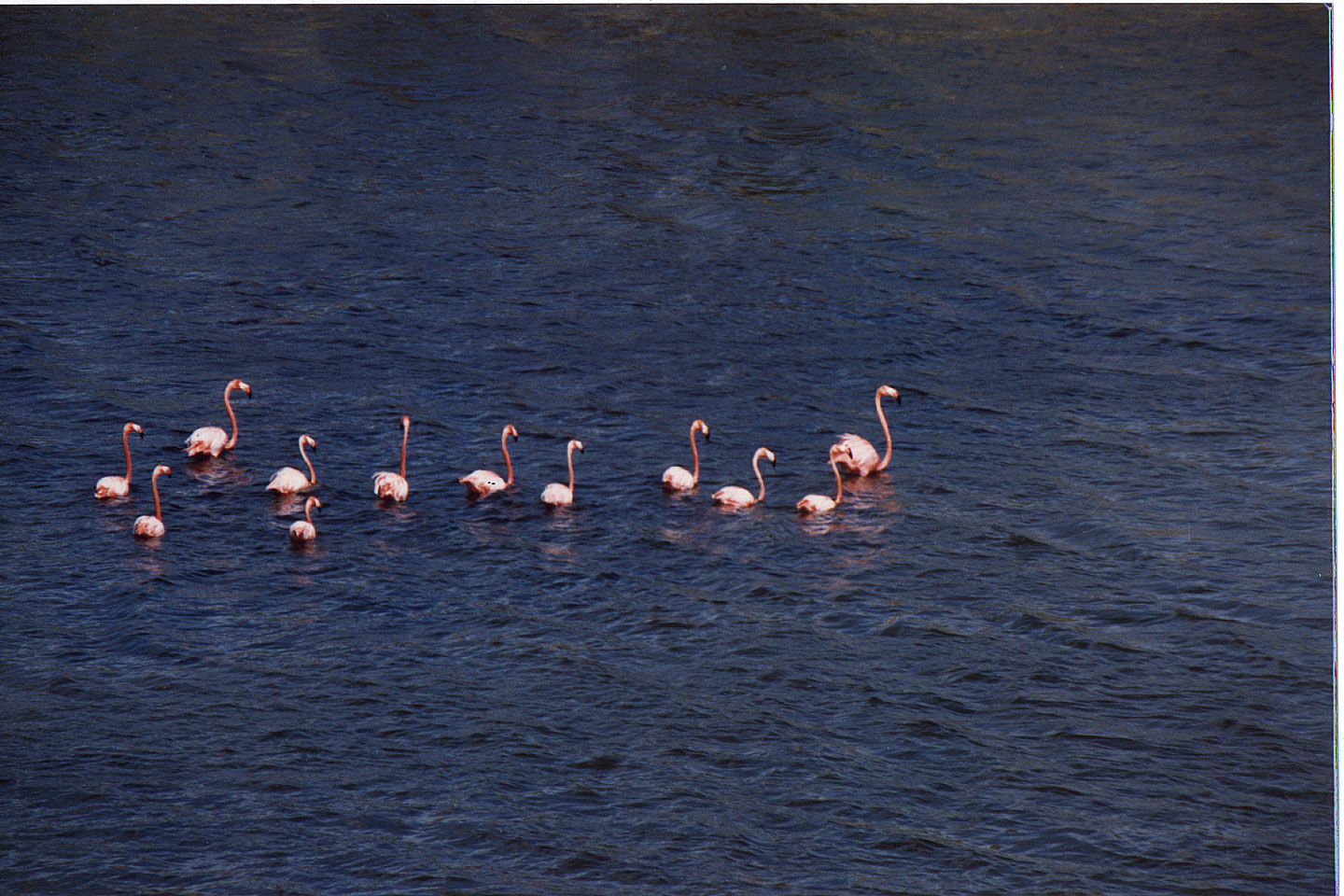 221.jpg, Flamingos
Bonaire