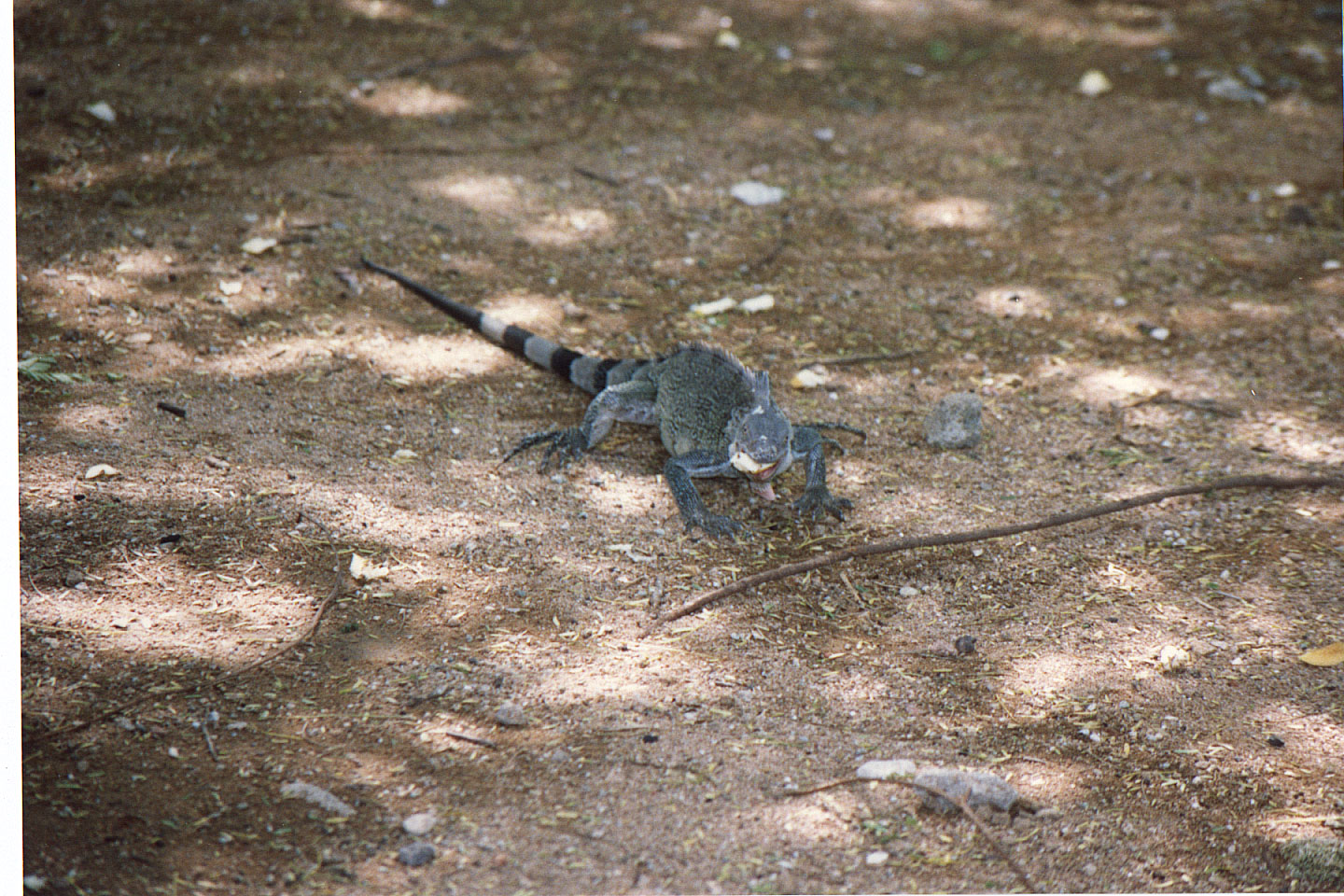 224.jpg, Iguana
Bonaire