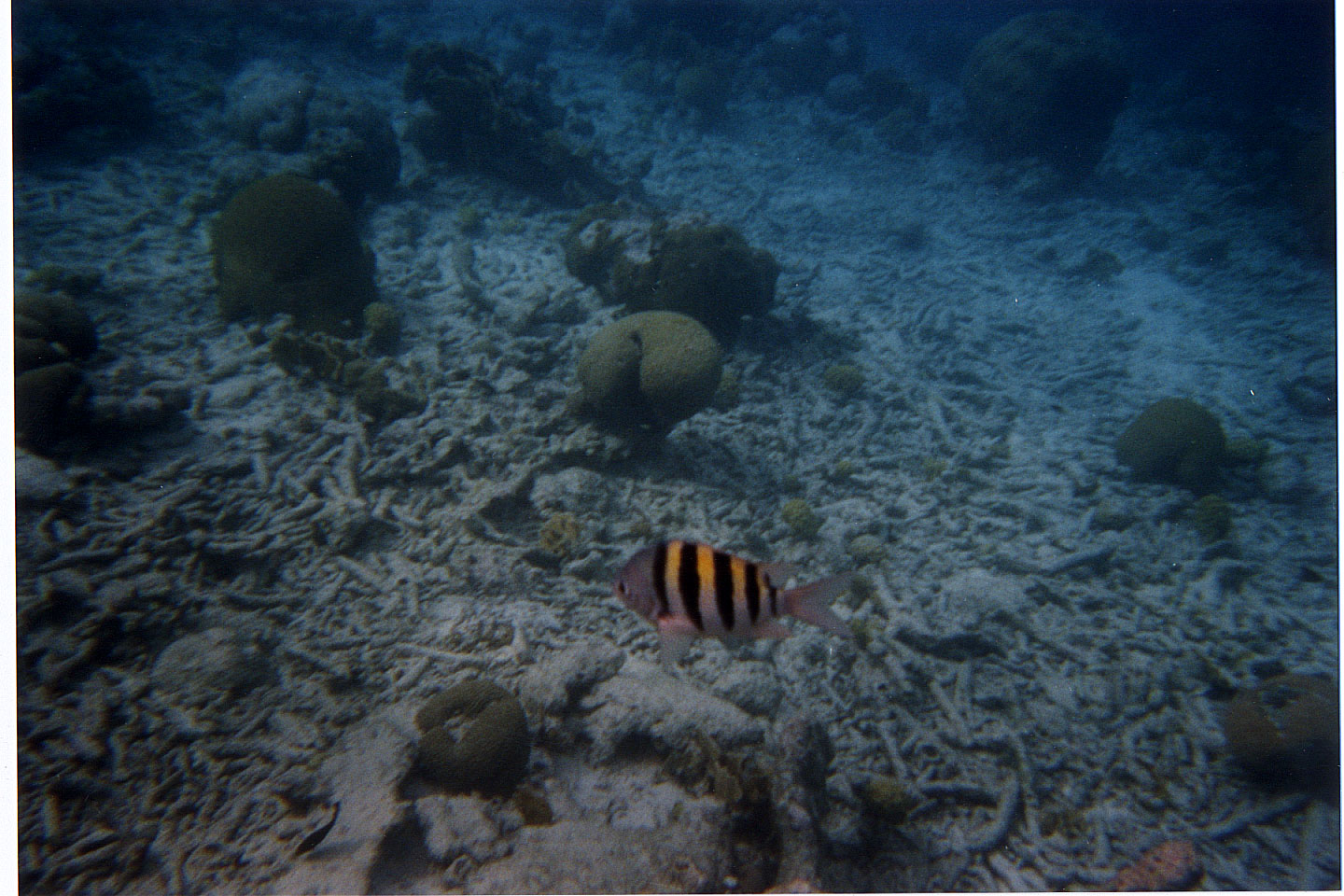 232.jpg, Sgt Major fish
Bonaire