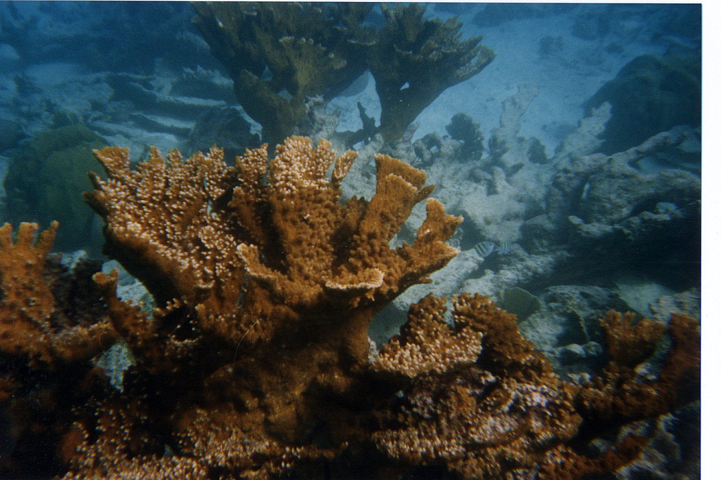 234.jpg, Fire coral
Bonaire