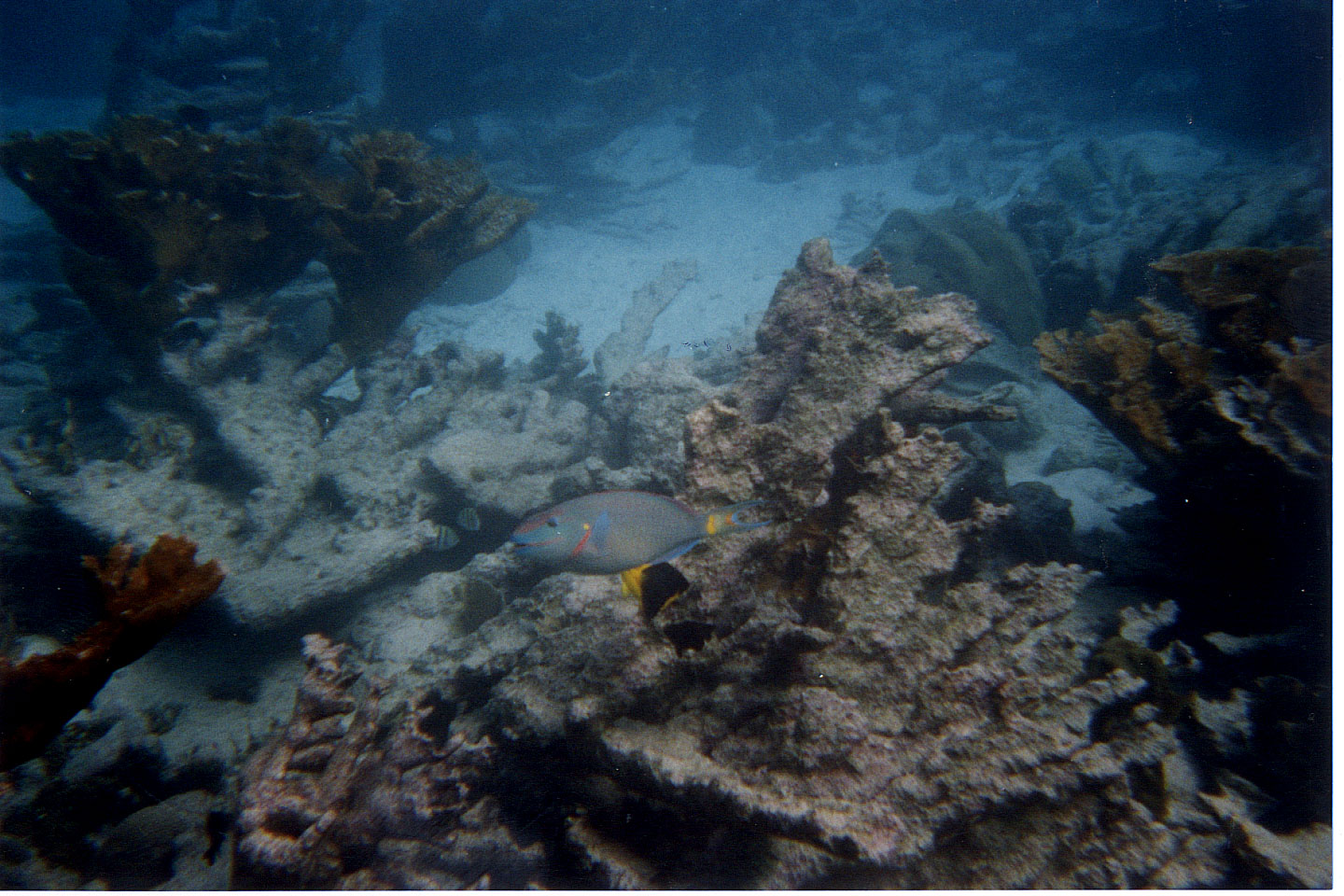 235.jpg, Parrotfish
Bonaire