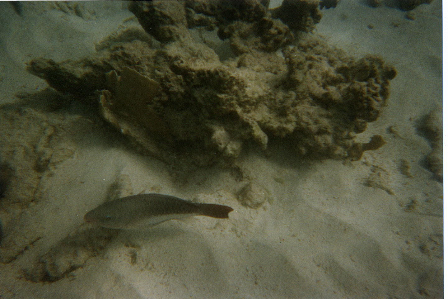238.jpg, Parrotfish
Bonaire