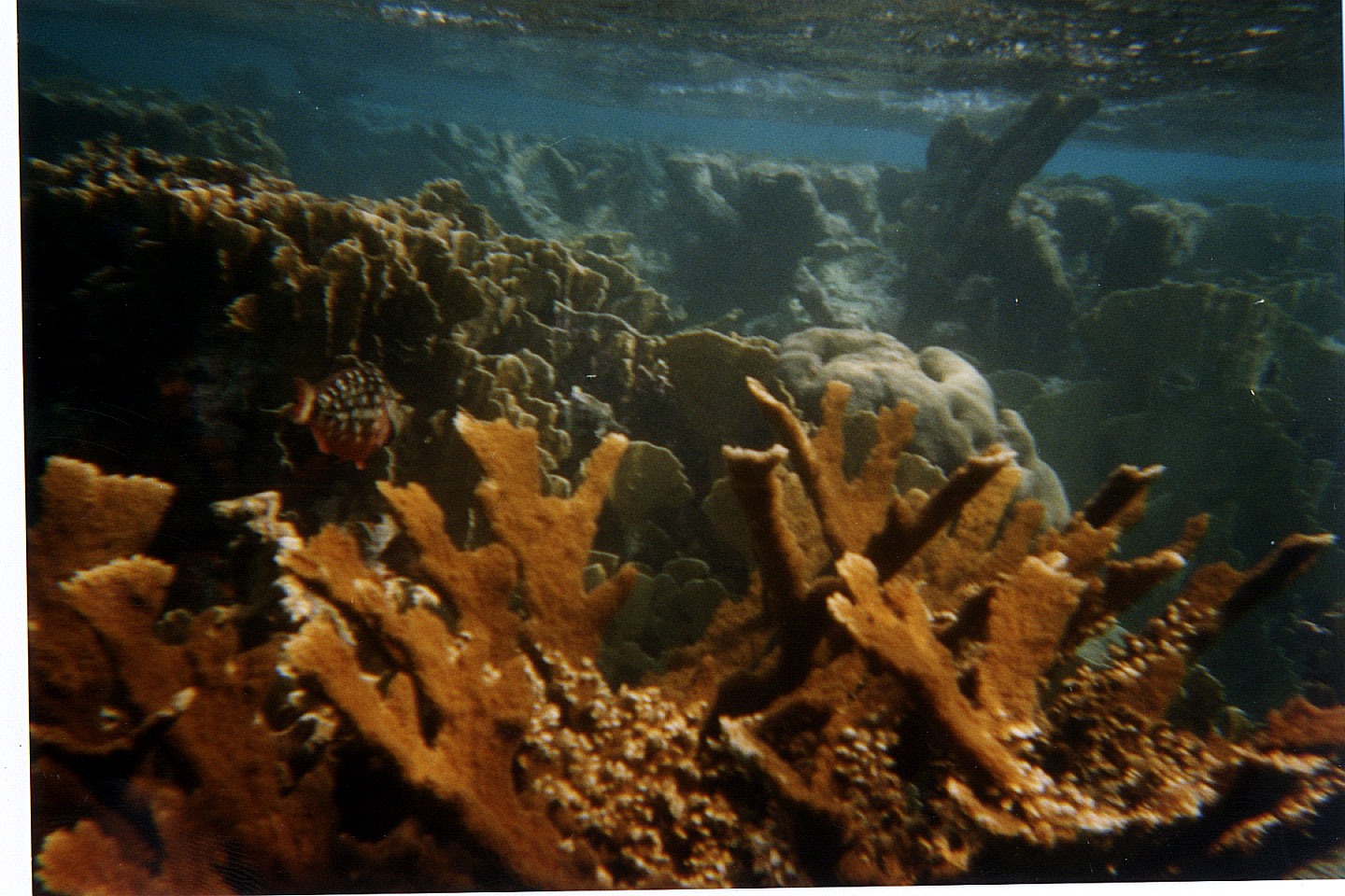 240.jpg, Fire coral
Bonaire
