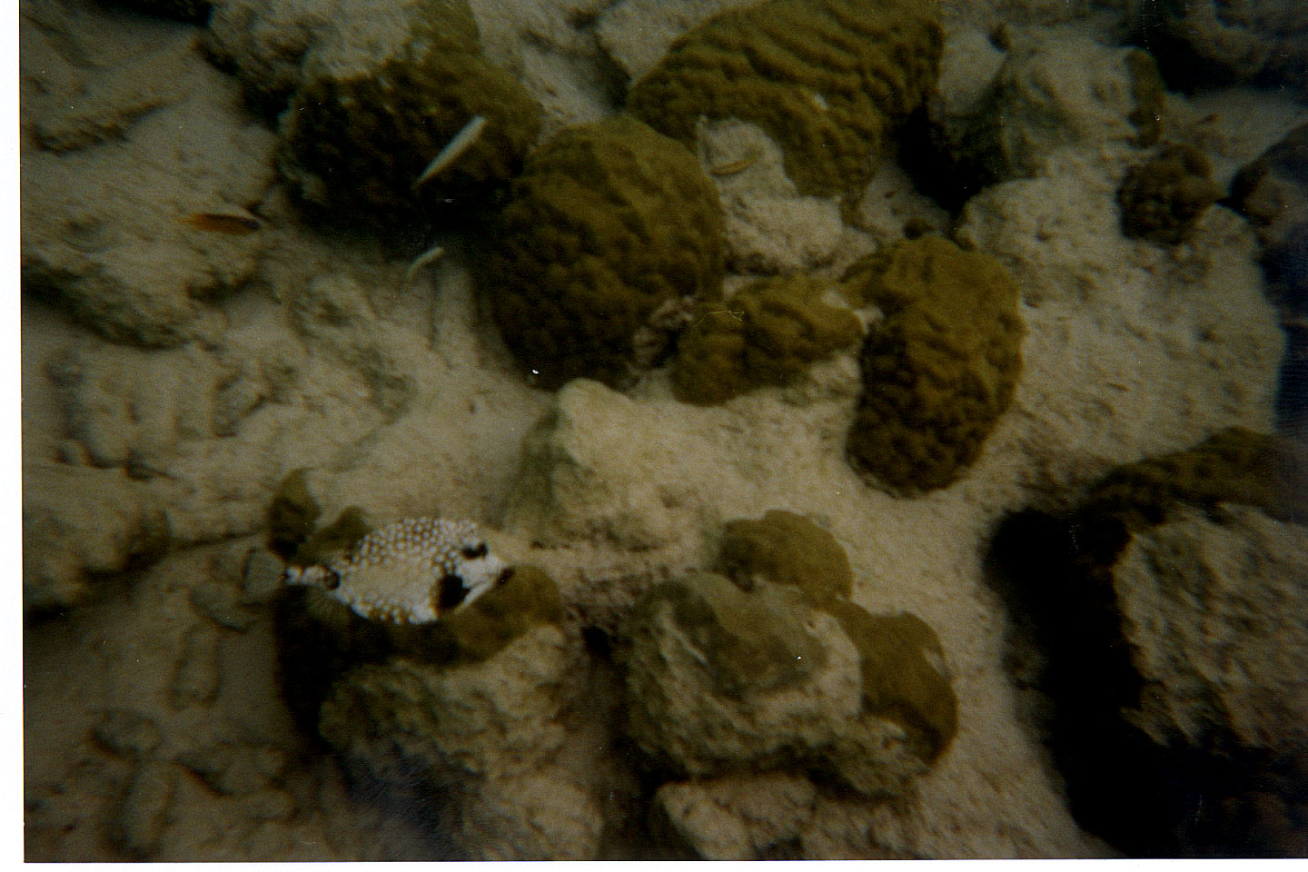 243.jpg, Pufferfish
Bonaire