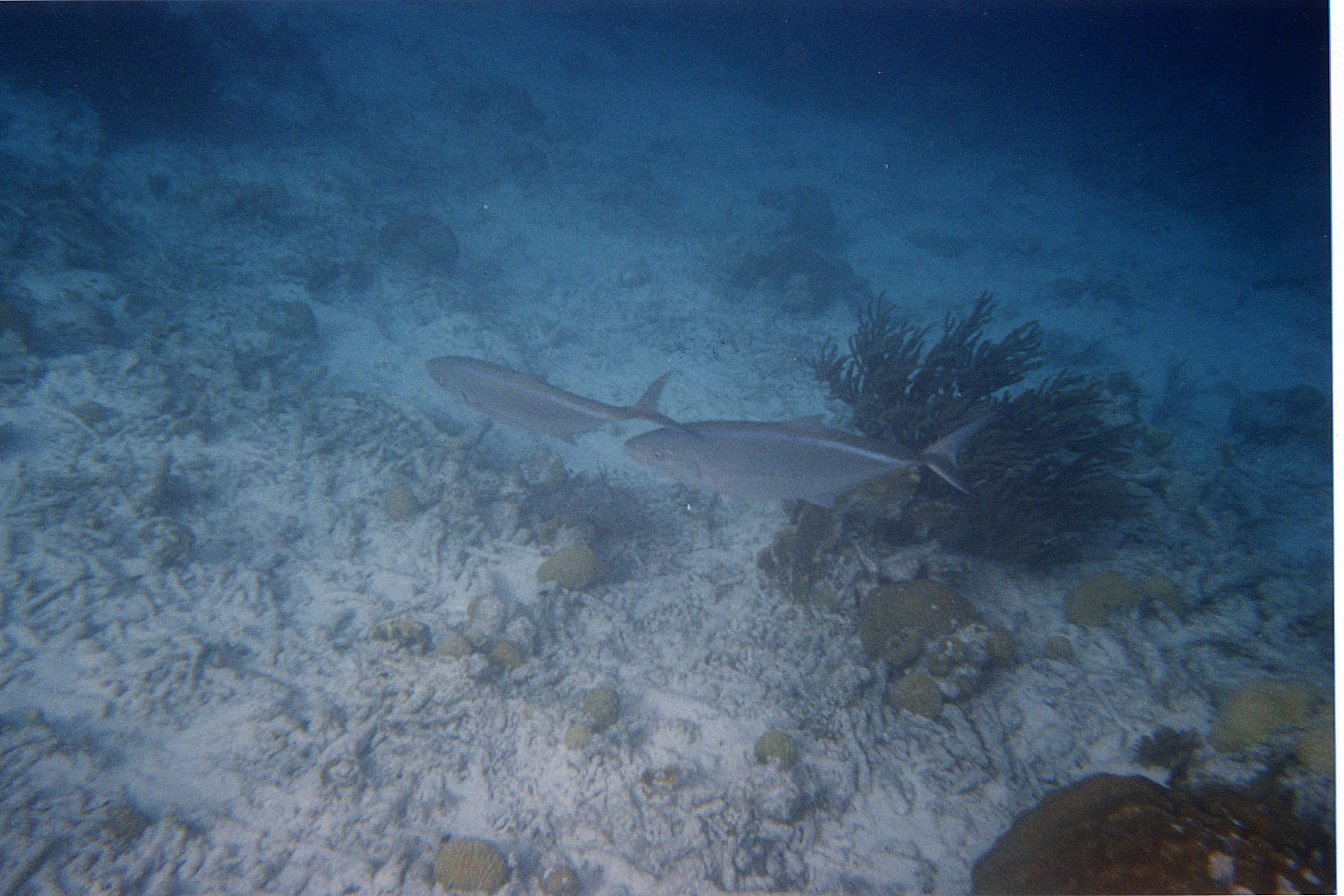 246.jpg, Tarpon
Bonaire
