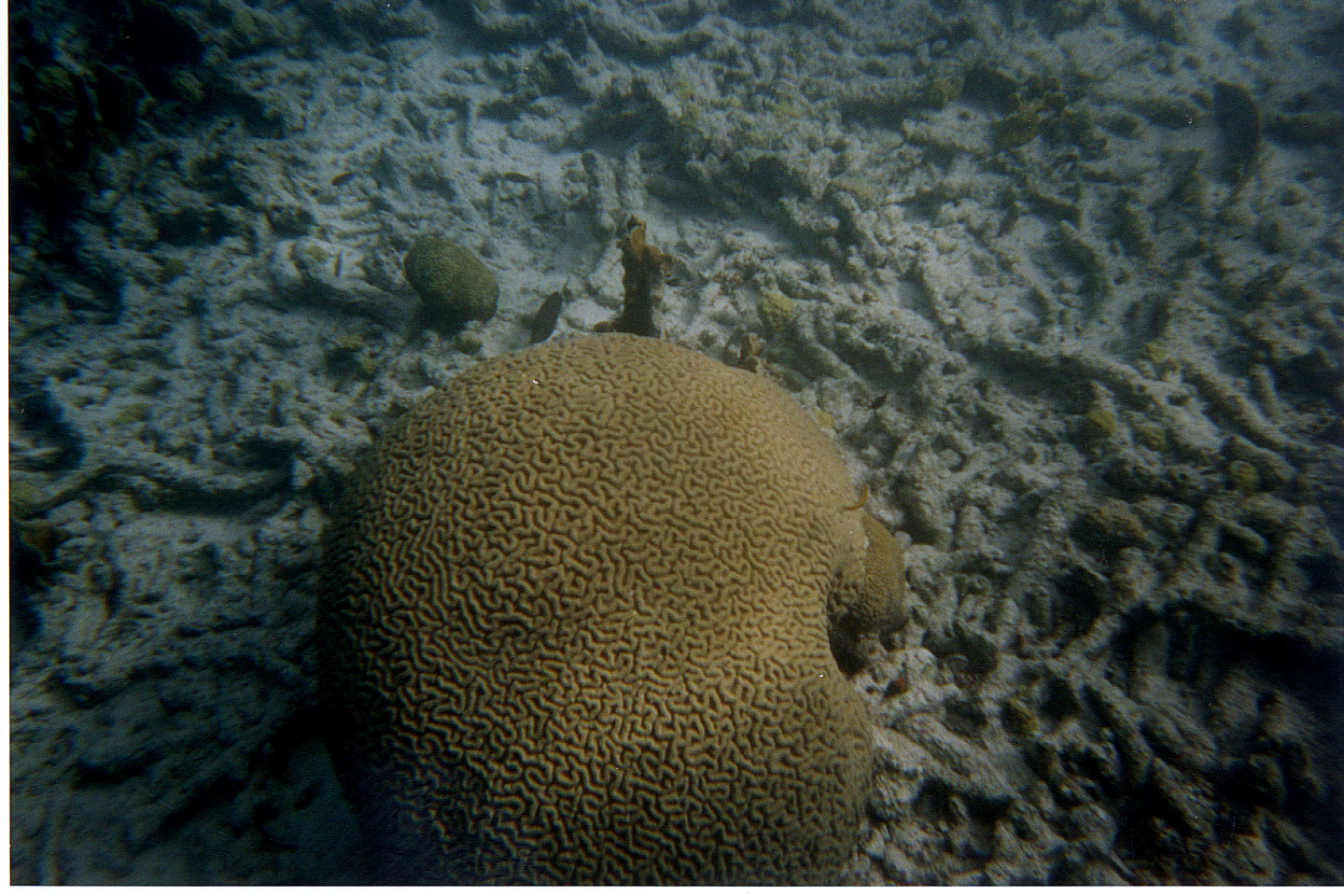 247.jpg, Brain coral