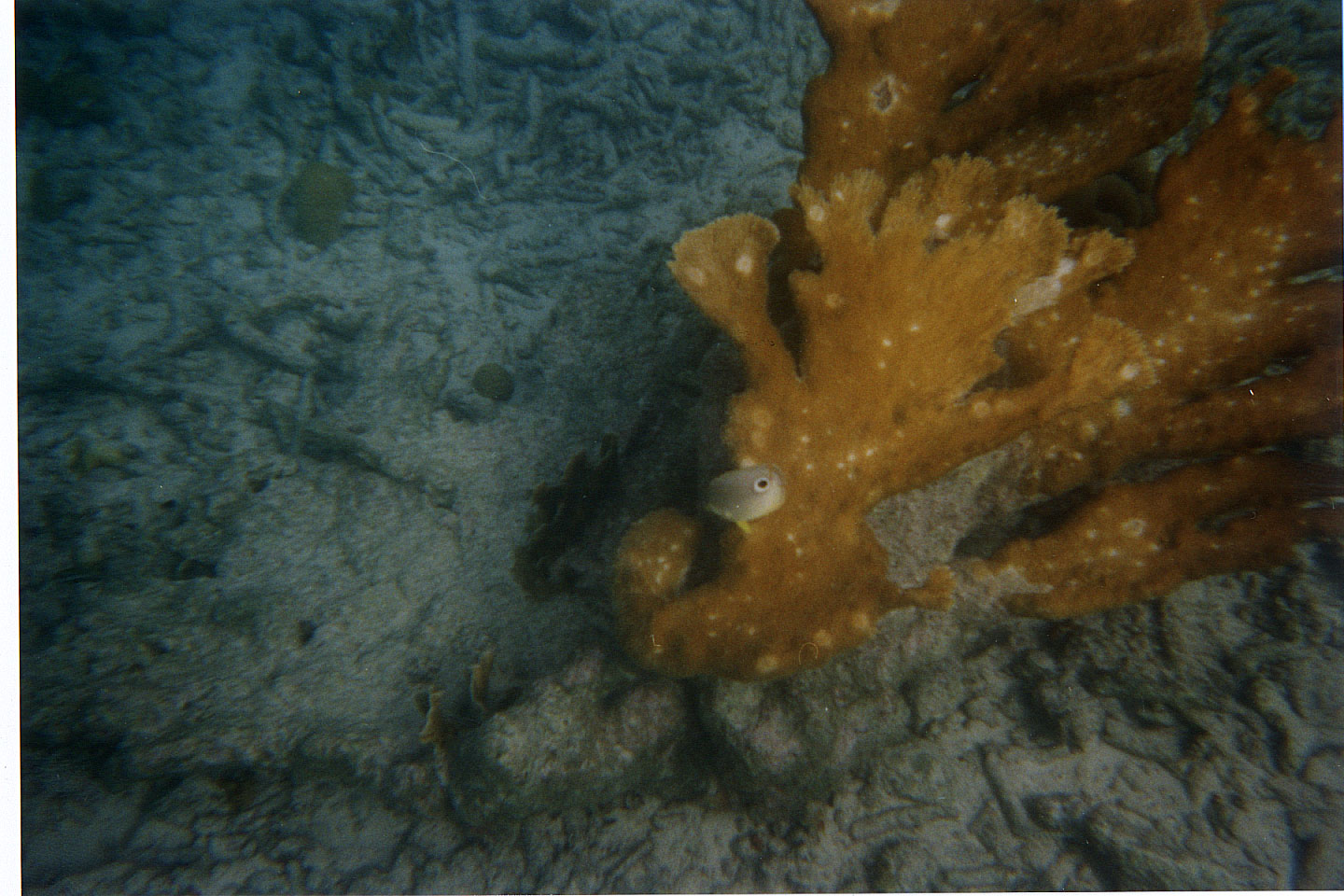 248.jpg, Fire coral