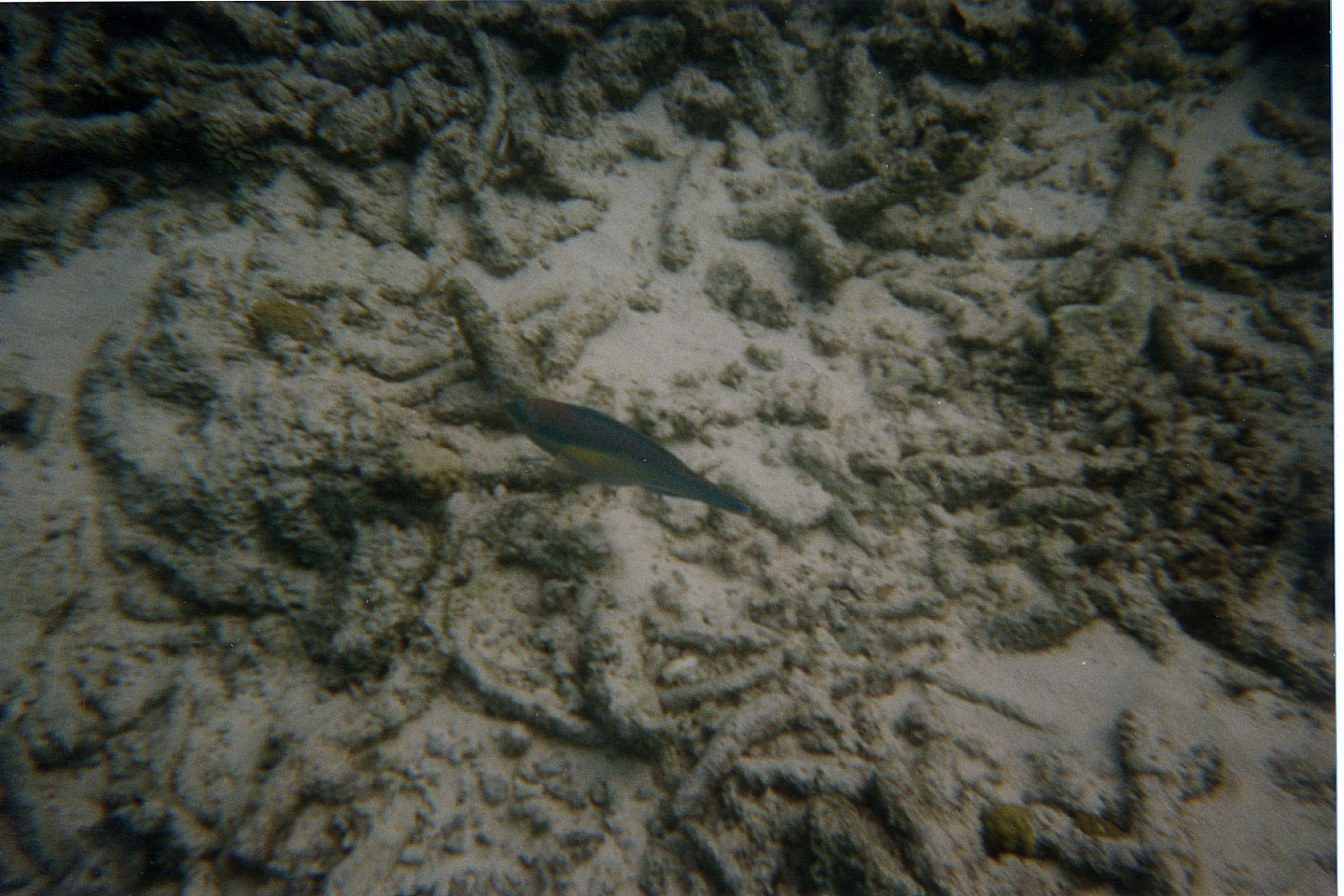 250.jpg, Parrotfish
Bonaire