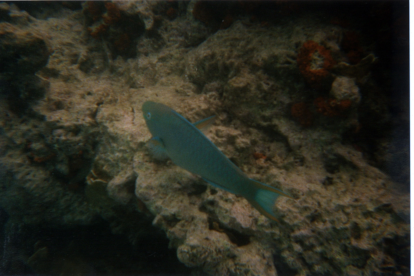 253.jpg, Parrotfish
Bonaire