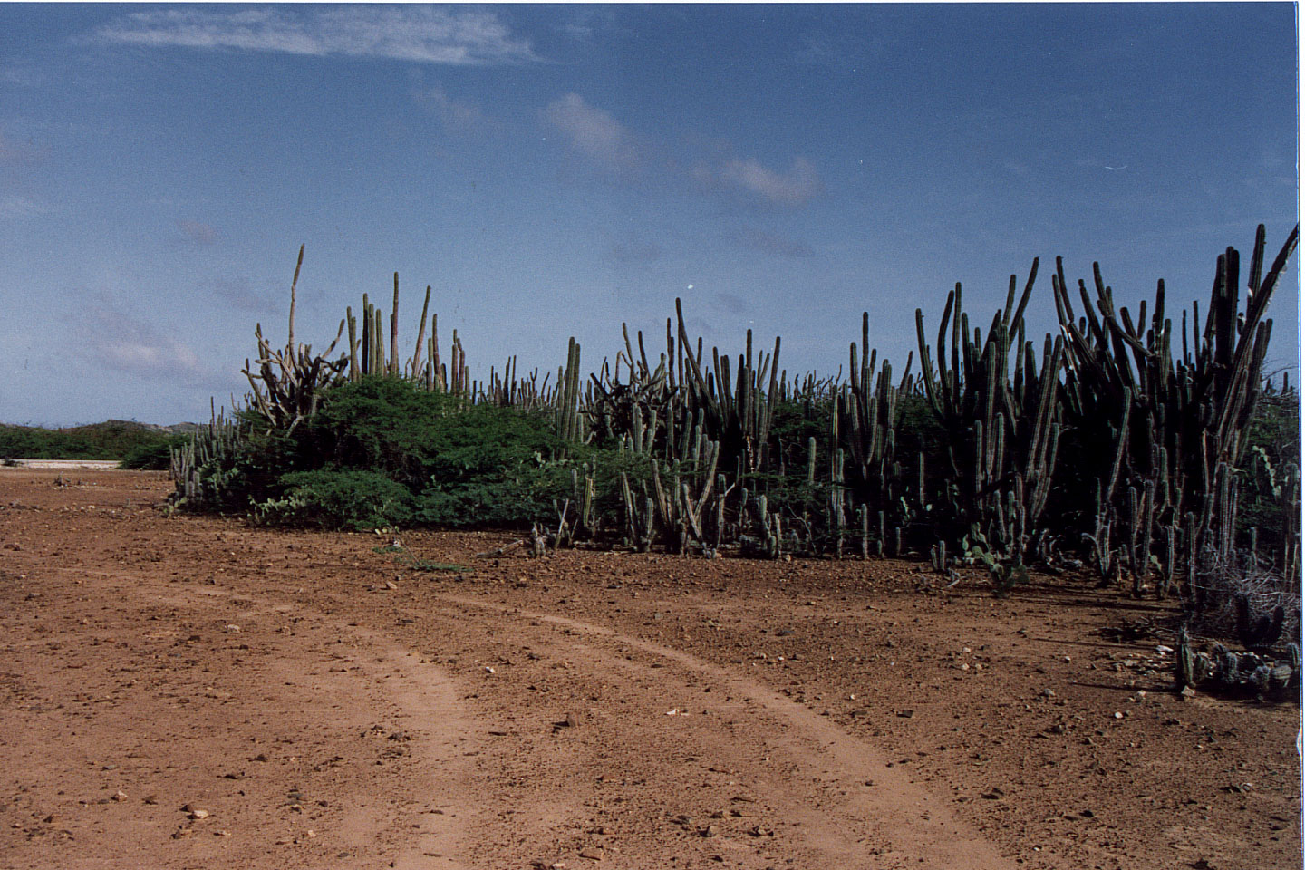 282.jpg, Aruba