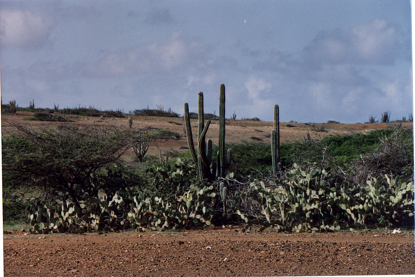 284.jpg, Aruba