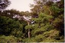 _092.jpg, Howler monkey