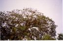 _093.jpg, Howler monkey