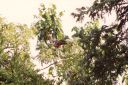 _096.jpg, Hoatzin