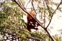 _097.jpg, Hoatzin