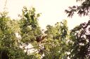 _098.jpg, Hoatzin