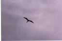 _172.jpg, Frigate bird
Los Hermanos