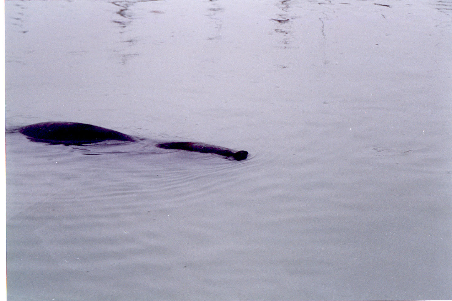 030.jpg, Sea lion
Mar del Plata