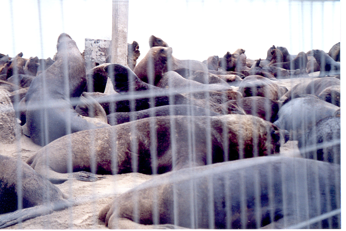 031.jpg, Sea lions
Mar del Plata