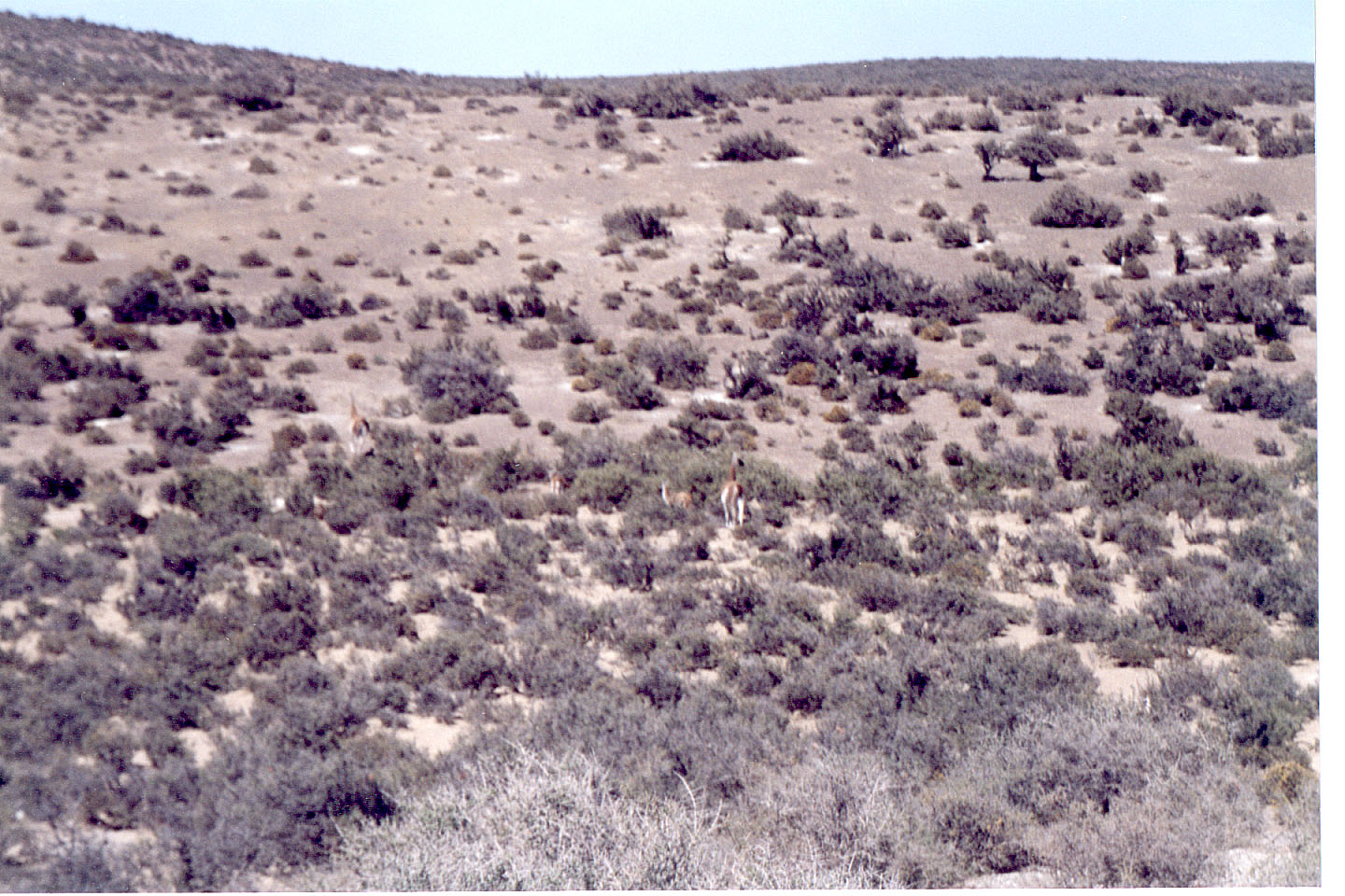 039.jpg, Guanacos
Punta Tombo