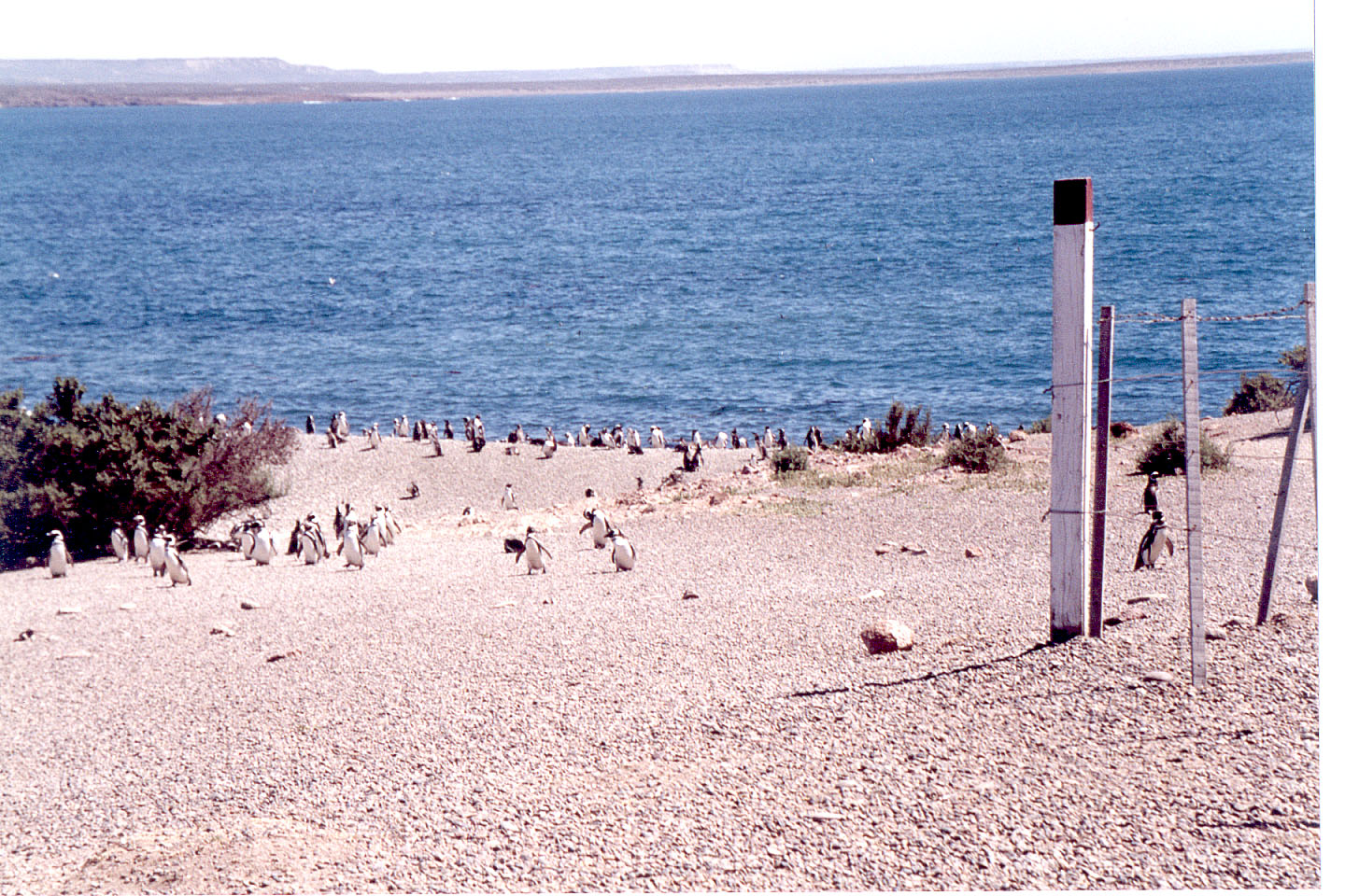 043.jpg, Punta Tombo