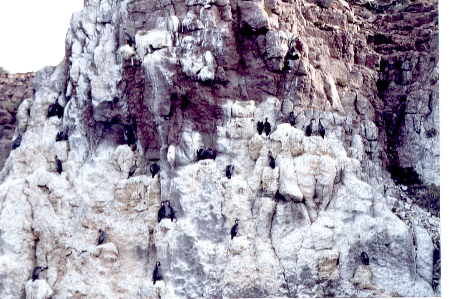 059.jpg, Cormorants