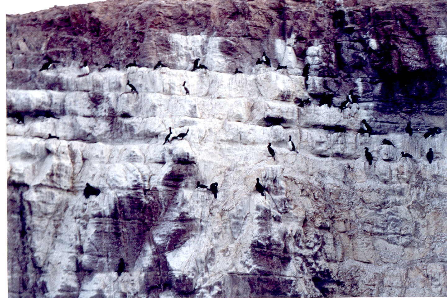061.jpg, Cormorants