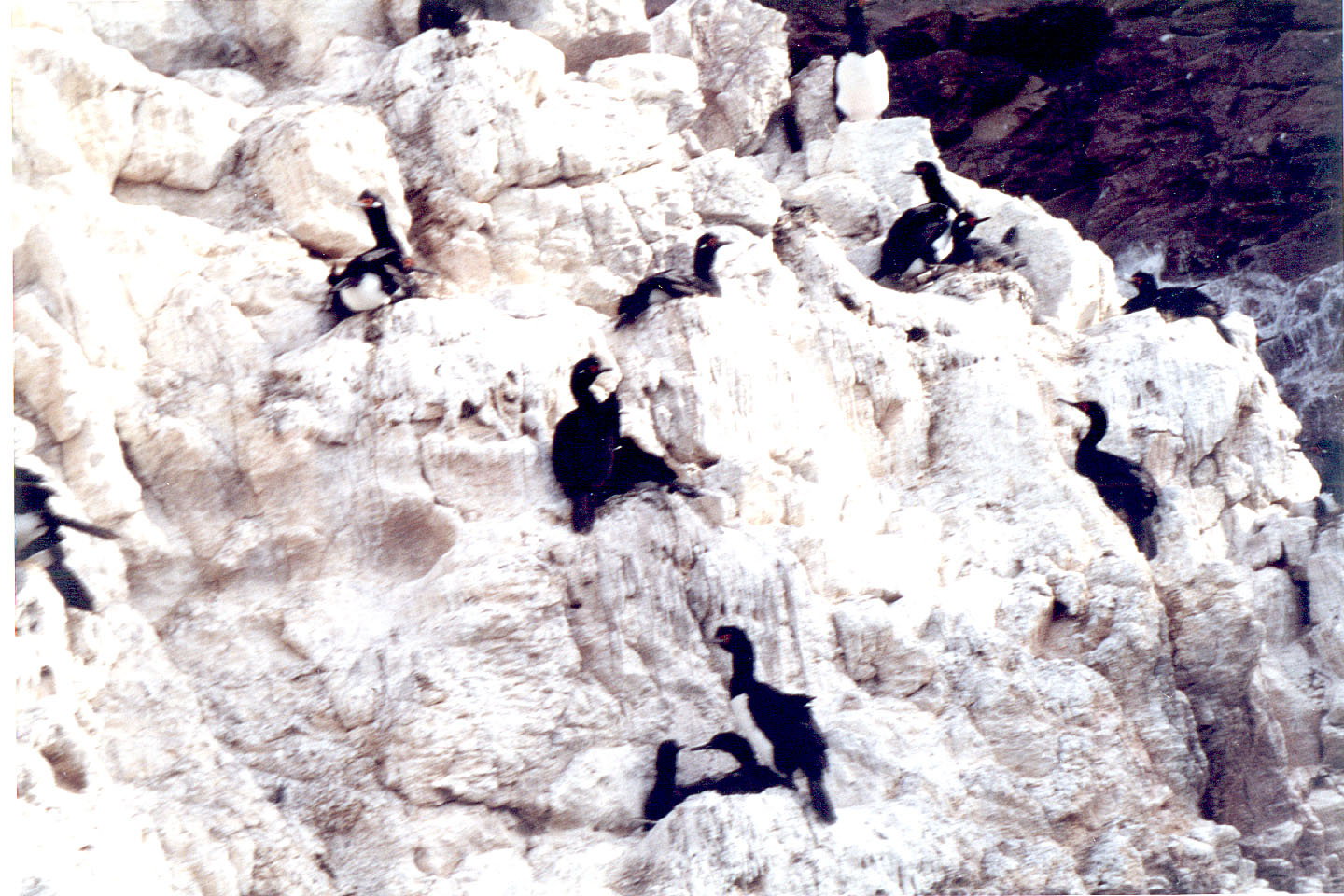 065.jpg, Cormorants