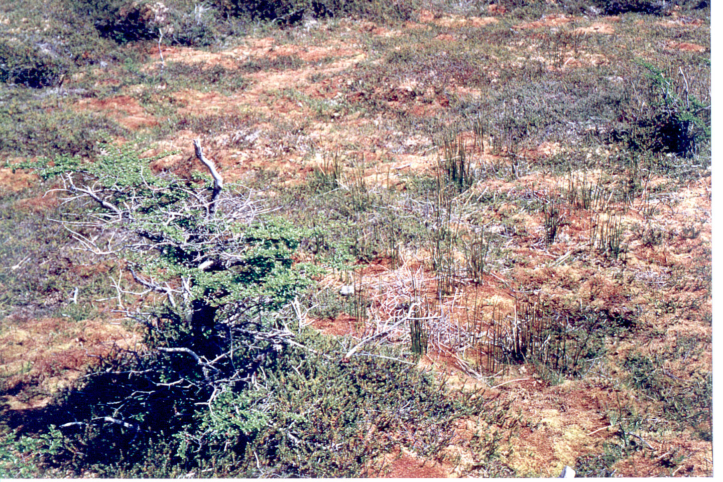 078.jpg, Carnivorous plant