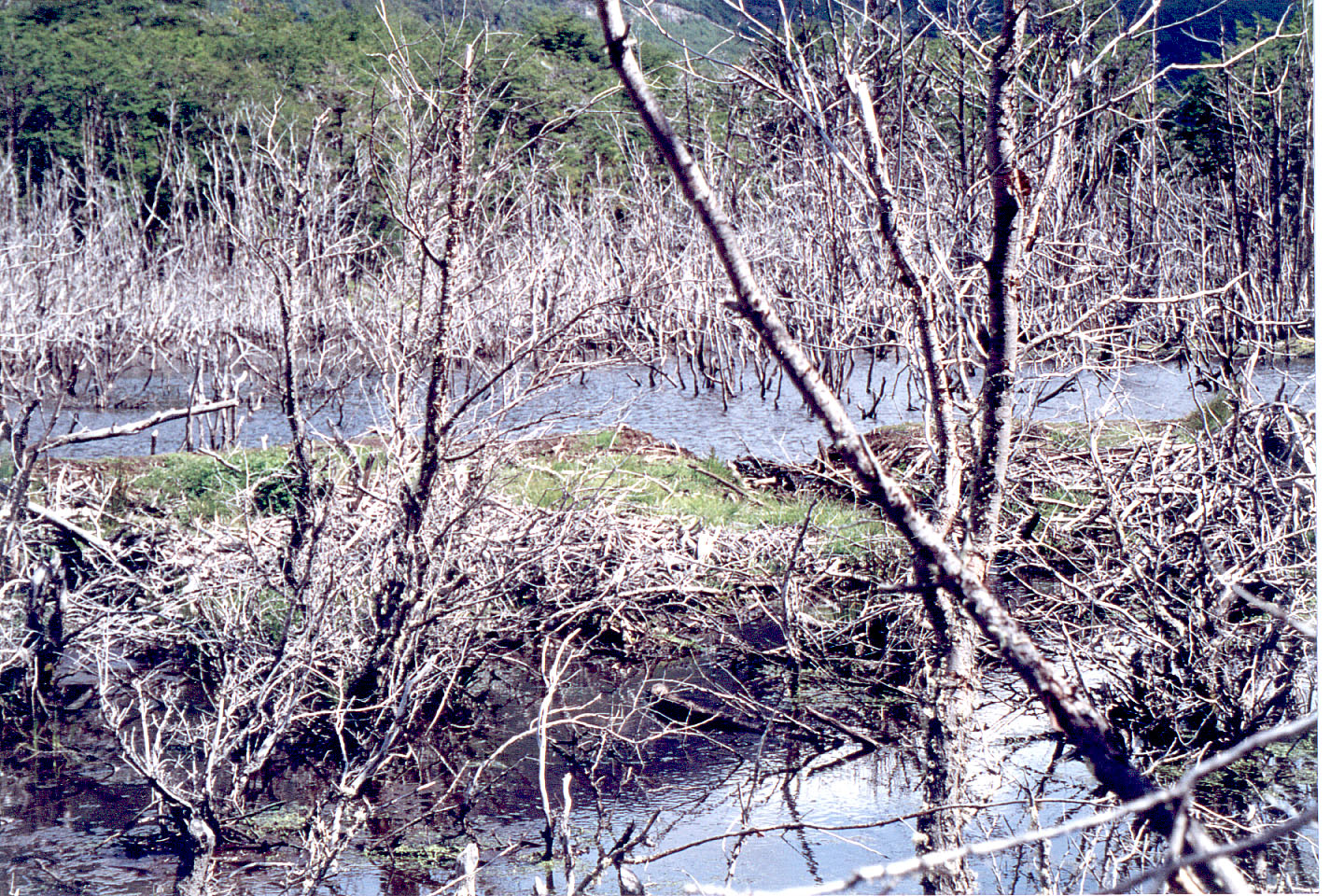 079.jpg, Old beaver dam
Tierra del Fuego Nat Park
