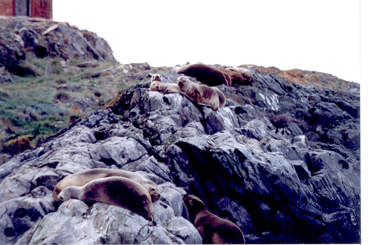 091.jpg, Sea Lions
Catamaran Trip
Ushuaia